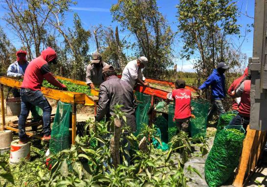 Personas jornaleras agrícolas en Sinaloa de todas las edades. Foto EE: Blanca Juárez