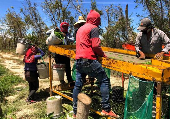 Personas jornaleras agrícolas en Sinaloa de todas las edades. Foto EE: Blanca Juárez