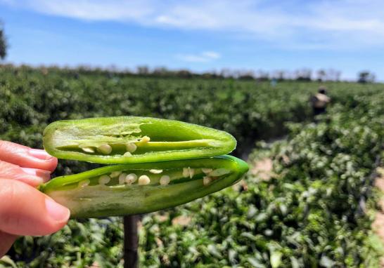 Personas jornaleras agrícolas en Sinaloa de todas las edades. Foto EE: Blanca Juárez