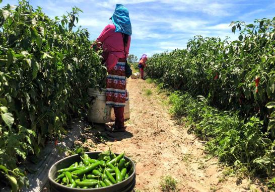 Personas jornaleras agrícolas en Sinaloa de todas las edades. Foto EE: Blanca Juárez