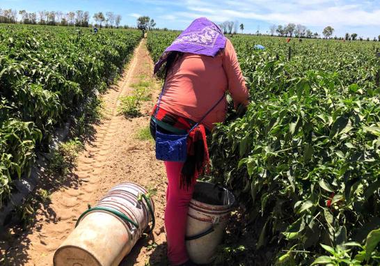 Personas jornaleras agrícolas en Sinaloa de todas las edades. Foto EE: Blanca Juárez