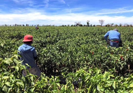 Personas jornaleras agrícolas en Sinaloa de todas las edades. Foto EE: Blanca Juárez