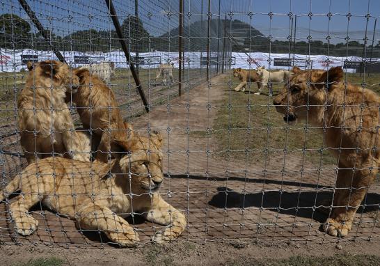 Instalaciones de la Fundación Black Jaguar-White Tiger en 2016. Foto EE: Fernando Villa del Ángel