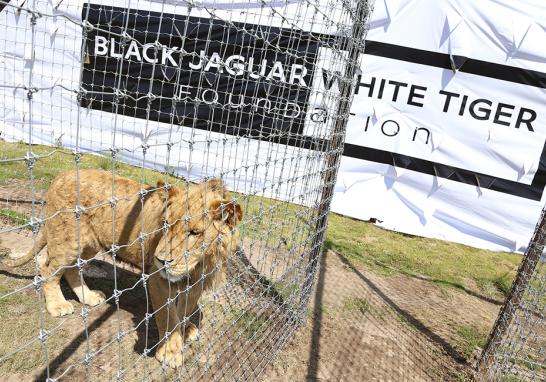 Instalaciones de la Fundación Black Jaguar-White Tiger en 2016. Foto EE: Fernando Villa del Ángel