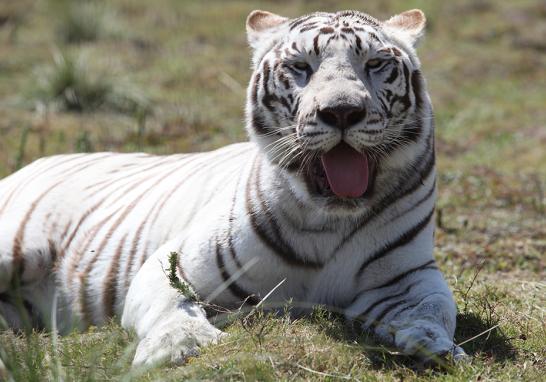 Instalaciones de la Fundación Black Jaguar-White Tiger en 2016. Foto EE: Fernando Villa del Ángel