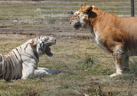 Instalaciones de la Fundación Black Jaguar-White Tiger en 2016. Foto EE: Fernando Villa del Ángel