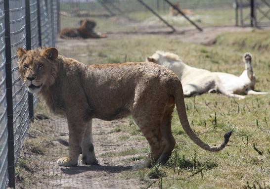 Instalaciones de la Fundación Black Jaguar-White Tiger en 2016. Foto EE: Fernando Villa del Ángel