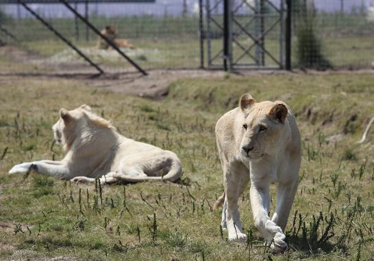 Instalaciones de la Fundación Black Jaguar-White Tiger en 2016. Foto EE: Fernando Villa del Ángel