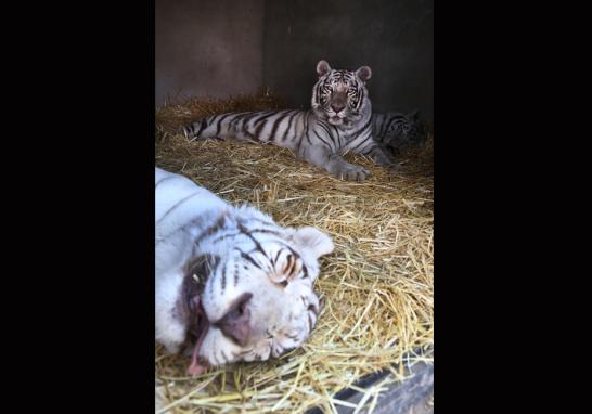 Instalaciones de la Fundación Black Jaguar-White Tiger en 2016. Foto EE: Fernando Villa del Ángel