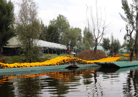 En México se estima la presencia de 35 especies de la flor, de las 58 referidas para América. Foto EE: Eric Lugo