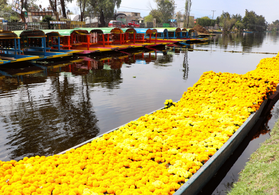 En el Ejido de San Gregorio Atlapulco, en Xochimilco, durante los últimos días de octubre, los productores sacan de las chinampas sus flores de cempasúchil para transportarlas en pequeñas balsas. Foto EE: Eric Lugo