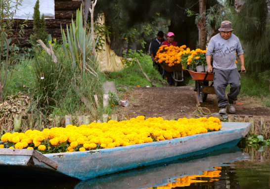 La flor de cempasúchil es uno de los elementos imprescindibles para los festejos del Día de Muertos. Foto EE: Eric Lugo