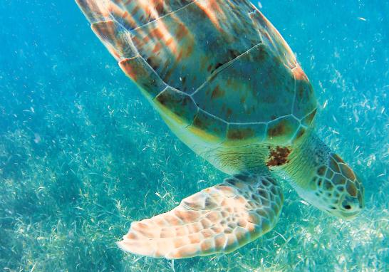 Hay una gran variedad de tours que permiten conocer de primera mano a los pobladores de Belice y a la belleza de su naturaleza. Foto: Patricia Ortega