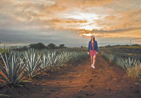 La ruta del tequila brinda a los turistas información precisa, mejora la movilidad para gestionar adecuadamente los residuos generados por la actividad turística.