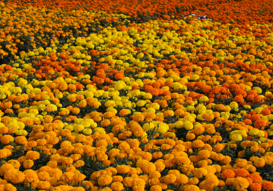 La Apertura de Venta de la Flor de Cempasúchil en Xochimilco, un tributo a la identidad y la economía local. Foto EE: Eric Lugo