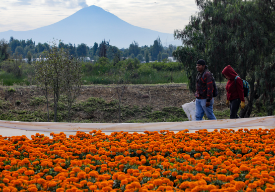 Cinco años de éxito: el programa "Altépetl Bienestar" transforma la producción de cempasúchil. Foto EE: Eric Lugo