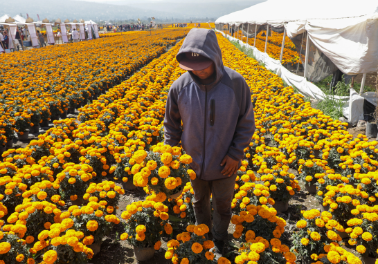 El programa "Altépetl Bienestar" ha impulsado el cultivo de cempasúchil, aumentando la producción en un 465% en cinco años. Foto EE: Eric Lugo