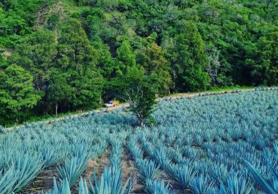 Campos magueros en Sola de Vega, Oaxaca. Foto EE: Especial