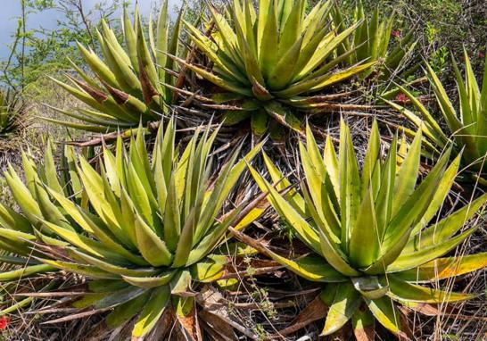 Maguey jabalí de la Finca Robles. Foto EE: Francisco de Anda.