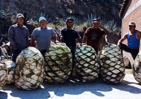 Finca Robles. Piñas de agave de más de 350 kilos. Foto EE: Francisco de Anda.