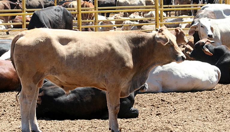 Ganaderos piden al gobierno de NL crear sinergias con autoridad federal  para combatir al gusano barrenador