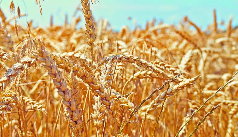 Golden ripe ears of wheat.