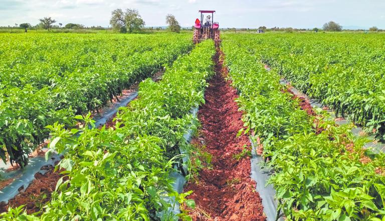 Bajo este nuevo "dólar agro" se incluirán a todos los subsegmentos del sector