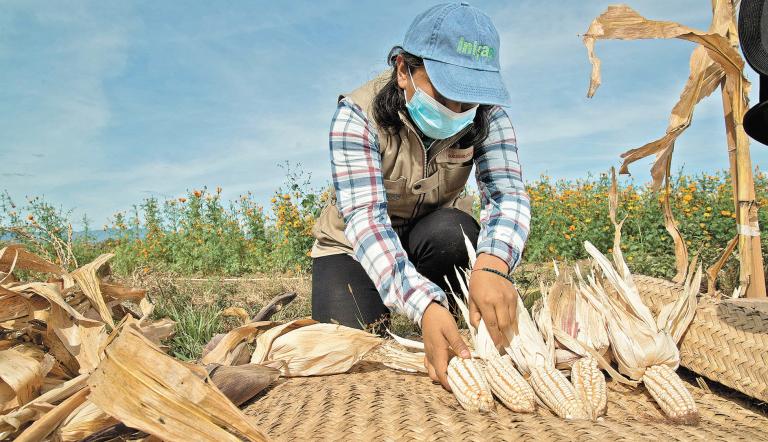 Secretaría de Agricultura federal anticipa apoyos para productores de maíz  en Jalisco