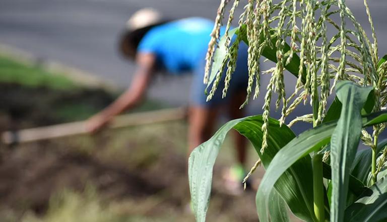 El estrés hídrico en regiones agrícolas ha llevado a una disminución significativa en la producción de alimentos. Foto: Shut