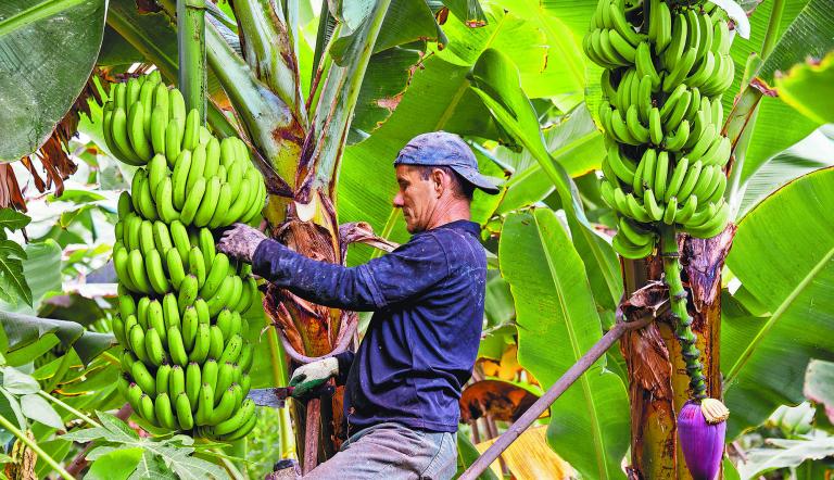 Transformación. Se han beneficiado a más de 900 productores y a cerca de 35,000 personas. Foto: Shutterstock