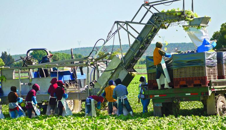 QUERETARO,QRO 05.05.14 COSECHA DE LECHUGA ROMANA.