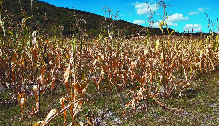 SANTA MARIA CHACHOAPAM, OAXACA, 21ENERO2012.- La sequía ocasionada por las fuertes heladas, la falta de lluvias, y las altas temperaturas registradas en el 2011 debido al importante cambio climático ha provocado en el país durante los últimos años situaciones extremas, impidiendo que se logren las cosechas, y poniendo en riesgo los cultivos de granos básicos como lo son el maíz, y el fríjol. La Confederación Nacional Campesina (CNC), afirma que la sequía que enfrenta el campo mexicano es la peor en siete décadas, sin embargo no existe un verdadero programa de apoyo para el campo por parte del gobierno en esta región en donde la cosecha de grano, es la principal fuente de ingresos, aquí la población depende de sus cultivos, y sus tierras, o lo que en ellas se produce, perdiendo en ocasiones más de lo que se invierte, y llevándolos a condiciones de extrema pobreza.
FOTO: ADRIANA ALVAREZ/CUARTOSCURO.COM