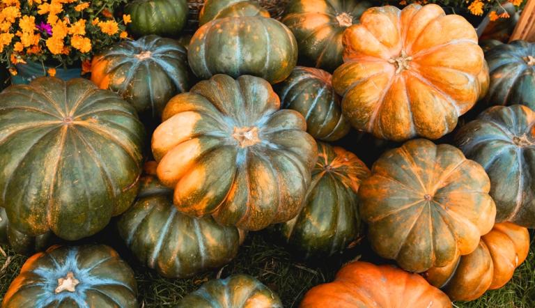 Calabaza de castilla