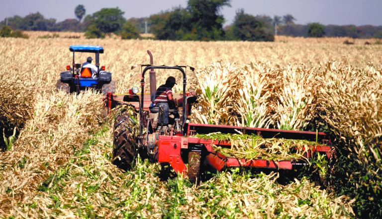 CULIACAN, SINALOA, 15FEBRERO2011.- Agricultores y jornaleros siguen en espera del apoyo por parte del gobierno federal el cual no se ha visto avance, en los campos muchos agricultores mencionan que no tumbaran las siembras quemadas por las heladas ya que dicen sacar mas dinero vendiendolo como comida para ganado ya que el apoyo de las semillas y vales no es conveniente, por otra parte si no se llega a un acuerdo en estos dias se hara una marcha al congreso del estado. muchos jornaleros ya se fueron a buscar mejores plazas al norte de la republica mexicana.
FOTO: RASHIDE FRÍAS/CUARTOSCURO.COM