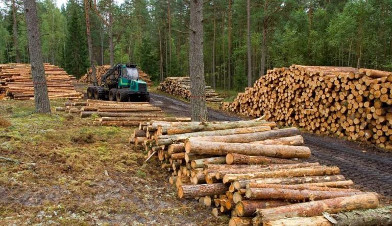 La tala y deforestación llevan hacia el cambio climático.