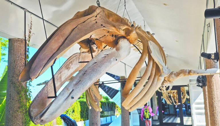 El Museo Nacional de la Ballena en Mazatlán es un fascinante viaje hacia el conocimiento y conservación de los gigantes del océano.