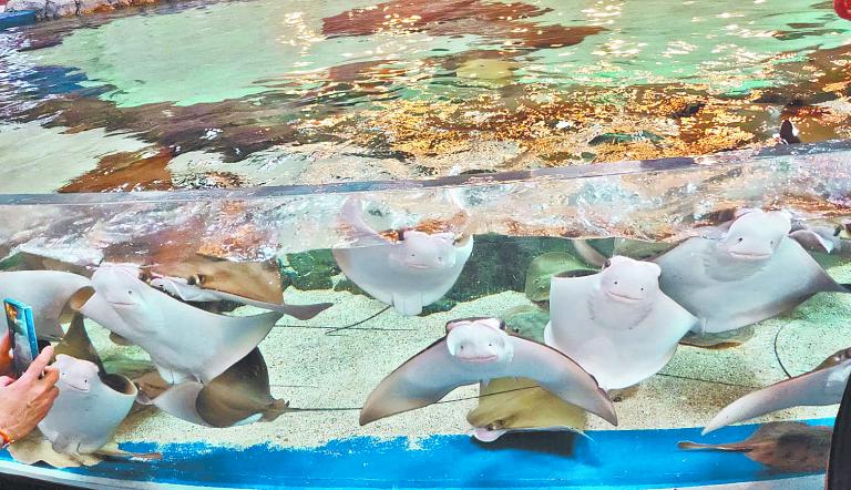 El WTTC destaca en COP29 la inversión urgente para proteger a la fauna marina frente al cambio climático