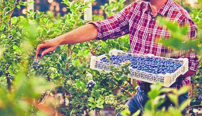Mal clima pegará a producción y envíos de berries en México