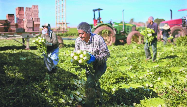 En el sector agropecuario16.6% de la mano de obra es de mexicanos migrantes.