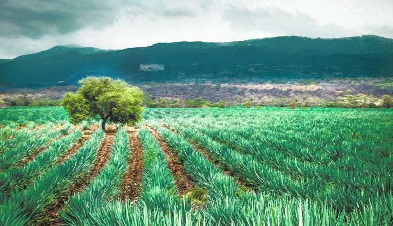 Agave Plantation