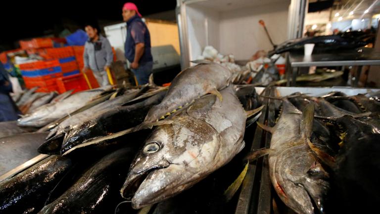 FILE PHOTO - Mexican tuna is on display at a fish market in Mexico City - FILE PHOTO - Mexican tuna is on display at a fish market in Mexico City, Mexico May 18, 2017. REUTERS/Henry Romero/File Photo - NARCH/NARCH30