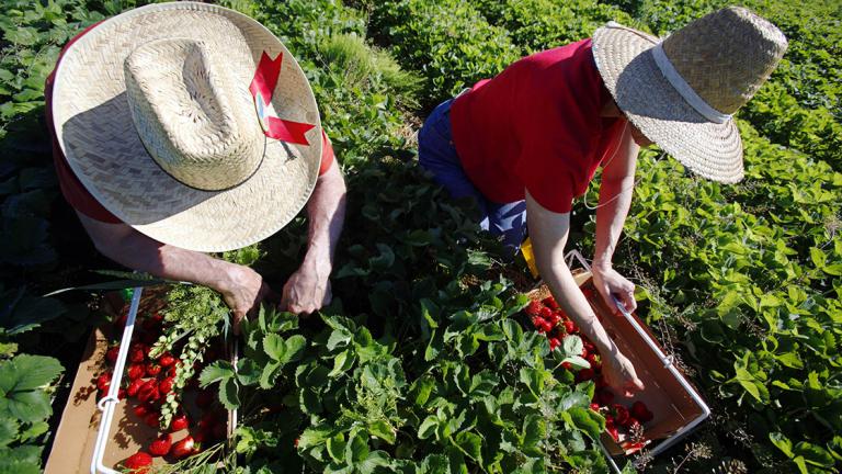 Bill, left, and Becky Martin of Fitchburg, Wis. pick strawberries at Carandale Farms near Oregon, Wis. on Wednesday, June 9, 2010.  The berries are ripe earlier this year due to an early, mild spring. (AP Photo/Wisconsin State Journal, Craig Schreiner)