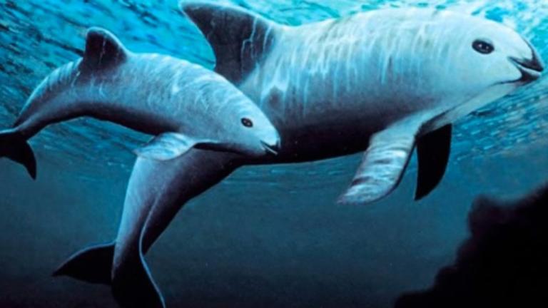 La vaquita marina, una especie en grave peligro de extinción de la que existen menos de 30 ejemplares.