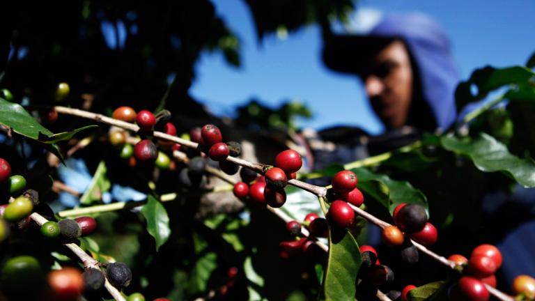 En dos años el sector cafetalero avanzó en su recuperación, dijo la Sagarpa.