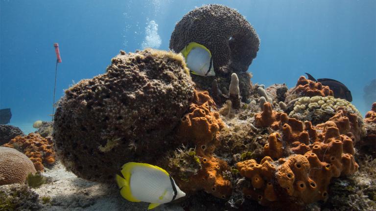 El coral es una especie sofisticada, pues combina elementos animales y vegetales e incluye un componente mineral.