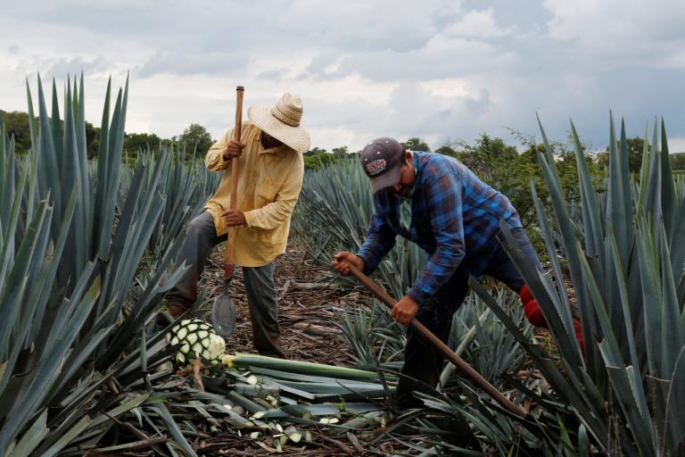 Foto: Plantación de agave azul en Tepatitlán, Jalisco