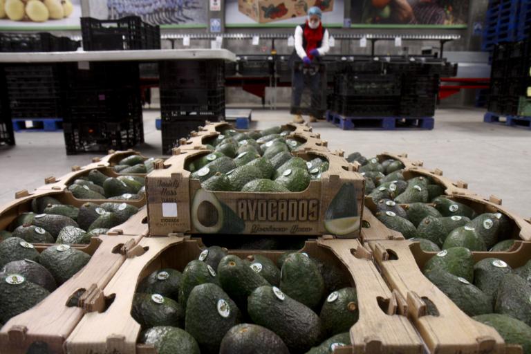 Foto: Aguacate para exportación