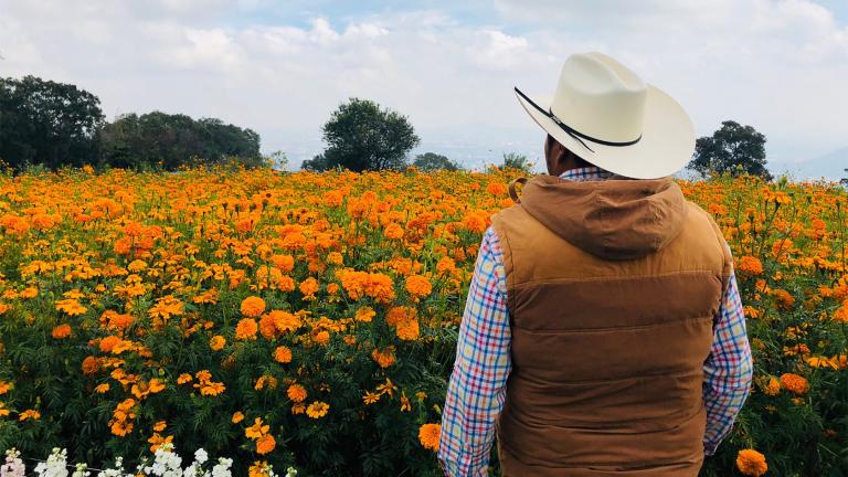 Cada año productores mexicanos cosechan al menos 14,000 toneladas de cempasúchil y con eso se garantiza el abasto de esta flor para la conmemoración del Día de Muertos