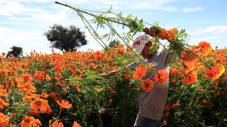 Los antiguos indígenas creían que el color naranja de sus pétalos y su inconfundible aroma, servía de guía a las almas de los difuntos para visitar nuestro plano existencial.