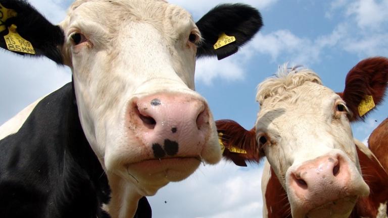 Una vaca puede generar más de 100 kg de metano al año, principalmente por sus eructos. Foto: Agolin